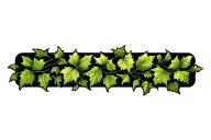 ivy leaves stem tattoo design idea