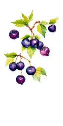huckleberries tattoo design idea