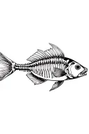 fish skeleton - stock image tattoo design idea
