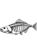 fish skeleton - stock image tattoo design idea