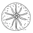 sand dollar tattoo design idea
