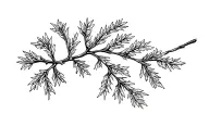 cedar branch tattoo design idea