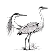 Left: Great Blue Heron standing, detailed feathers, calm posture.Right: Sandhill Crane standing, elegant, maybe with n tattoo design idea