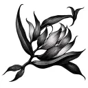 Kangaroo Paw tattoo design idea