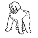 Goldendoodle tattoo design idea
