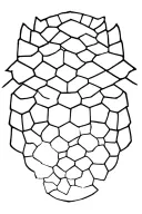beehive pattern tattoo design idea