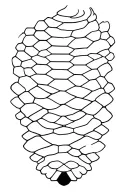 beehive pattern tattoo design idea