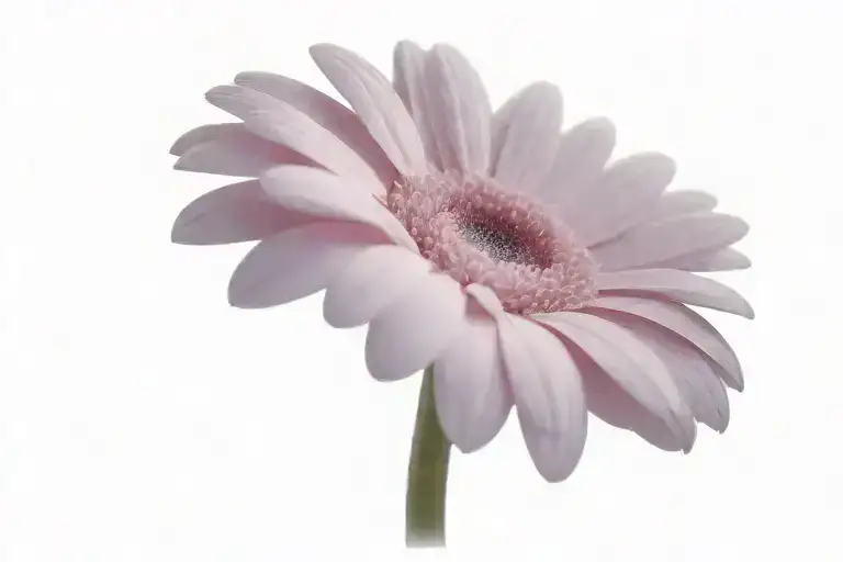 gerbera rosa con nombre tattoo design idea