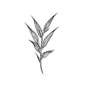 sugarcane tattoo design idea