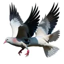 three doves flying together tattoo design idea