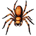 Funny spider tattoo design idea