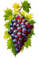 vine with grapes tattoo design idea
