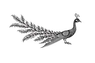 Peacock tattoo design idea