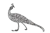 Peacock tattoo design idea