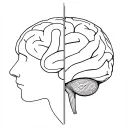 brain divided into three, for ASD, HIP, and ADHD tattoo design idea