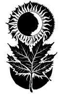 sun with maple leaf shaped like tattoo design idea
