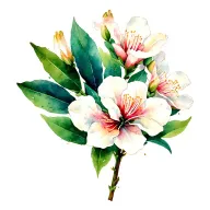 Oleander tattoo design idea