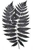 black and grey fern leaf tattoo design idea
