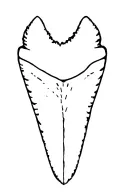 shark tooth tattoo design idea