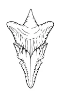 shark tooth tattoo design idea