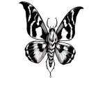 moth tattoo traditional style fine lines tattoo design idea