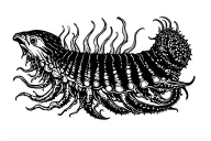 cuttlefish tattoo design idea