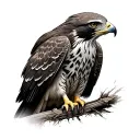 Red Tailed Hawk tattoo design idea