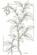 thai basil vine style with bud black and white snapdragon vine tattoo design idea
