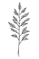 aspen branch tattoo design idea