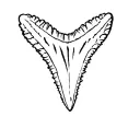 shark tooth  tattoo design idea