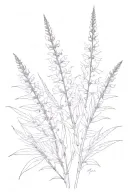 one branch of fireweed plant with blooms for the inner side of my arm. tattoo design idea