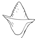 shark tooth tattoo design idea