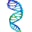 family tree dna helix merging tattoo design idea