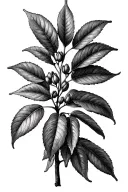 Fig Tree budding leaves tattoo design idea