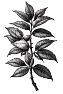 Fig Tree budding leaves tattoo design idea