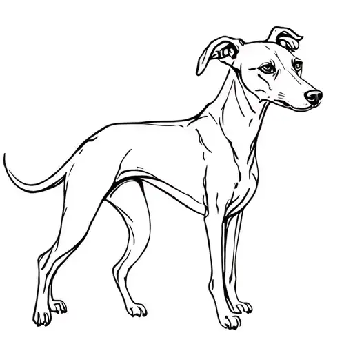 a two-headed greyhound dog tattoo design idea