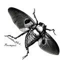 I am looking for a deaths head hawk moth in black and white tattoo design idea