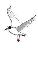 gull tattoo design idea