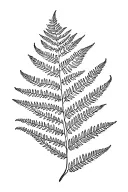 fern leaf tattoo design idea