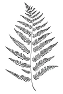 fern leaf tattoo design idea
