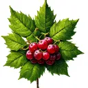 Word Ash & Ivy leaf loganberry leaf tattoo design idea