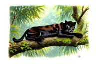 panther lying on a tree limb in the jungle background tattoo design idea