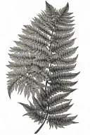 botanic fern leaf tattoo design idea