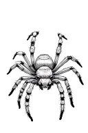 jumping spider tattoo design idea