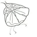 Sand dollar and a wave forming the shape tattoo design idea