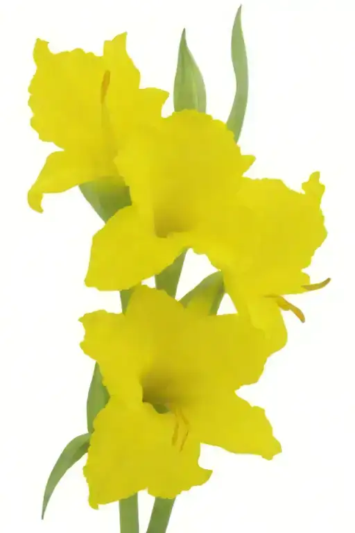 gladiolus flower with stems tied together tattoo design idea