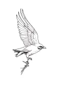 Kestrel tattoo design idea