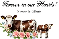 "Forever in our Hearts " "Forever in our Hearts " "Forever in our Hearts " "Forever in our Hearts " "Forever in our Hearts " "Forever in our Hearts " "Forever in our Hearts " Roses, diamonds,cow, and baby cow  tattoo design idea