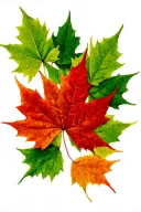 12 green maple leafs surrounding 1 red maple leaf tattoo design idea