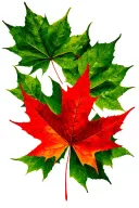 12 green maple leafs surrounding 1 red maple leaf tattoo design idea